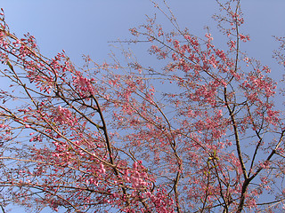 Image showing Sakura in blossom