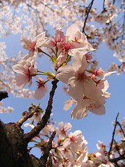 Image showing Sakura in blossom