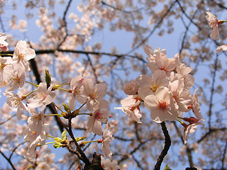 Image showing Sakura in blossom