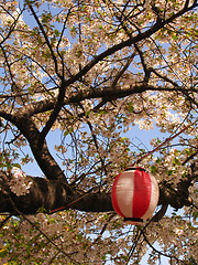 Image showing Sakura in blossom