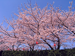 Image showing Sakura in blossom