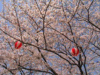 Image showing Sakura in blossom