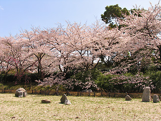 Image showing Sakura in blossom and stones garden