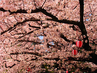 Image showing Sakura in blossom