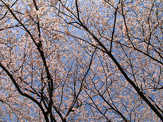 Image showing Sakura in blossom