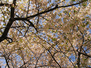 Image showing Sakura in blossom