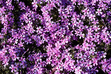 Image showing Primula flowers