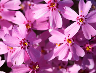 Image showing Primula flowers