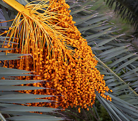 Image showing Palm seeds