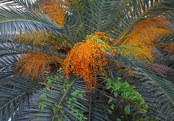 Image showing Palm seeds