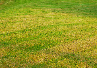 Image showing green grass