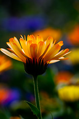 Image showing Orange flower