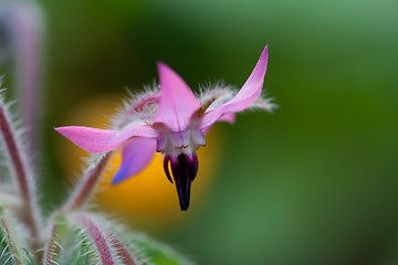 Image showing borage