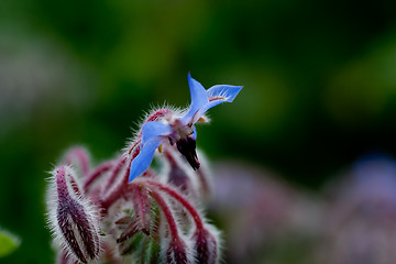 Image showing Blue borage