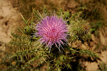 Image showing Thistle flower in New Mexico