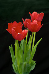 Image showing Red tulips