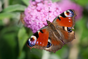 Image showing peacock butterfly on pink flower