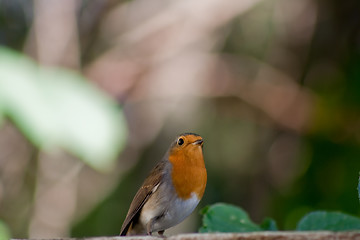 Image showing robin