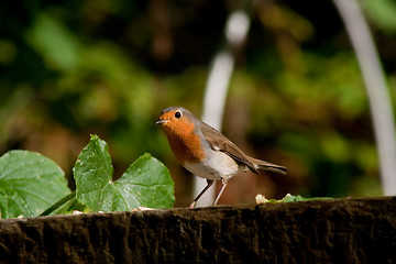 Image showing robin