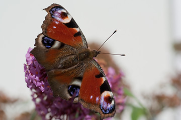 Image showing Peacock butterfly