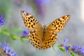 Image showing fritillary butterfly