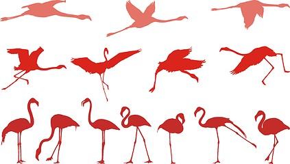 Image showing Pink flamingo, a set of vectors