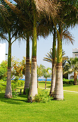 Image showing palms on lawn