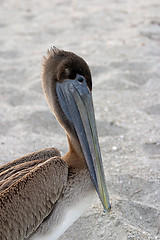 Image showing Brown pelican