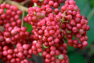 Image showing Red berries