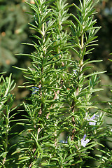 Image showing Rosemary