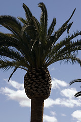 Image showing Palm Trees with Blue Skies