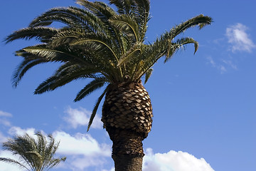 Image showing Palm Trees with Blue Skies