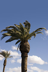 Image showing Palm Trees with Blue Skies