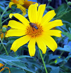 Image showing The flower and the bee