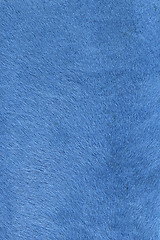 Image showing light blue fur