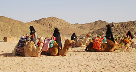 Image showing camels