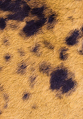 Image showing yellow-black staining fur