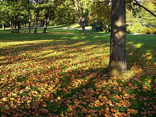 Image showing Shadows in the Park
