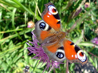 Image showing Butterfly