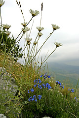 Image showing wild mountain flowers