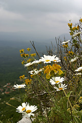 Image showing wild mountain flowers