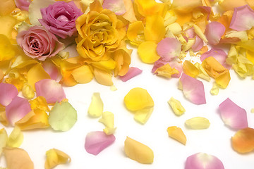 Image showing Rose petals