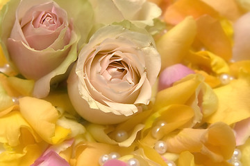 Image showing Rose petals