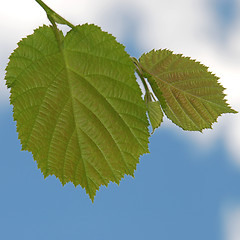 Image showing Leaf