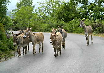 Image showing pack of mules on road