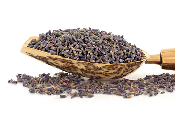 Image showing Lavender Herb Flowers