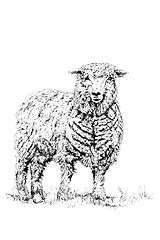 Image showing The Sheep