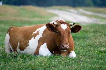 Image showing Cow lies on the grass