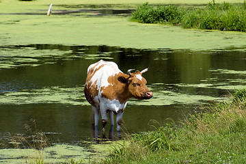 Image showing Cow in a pond