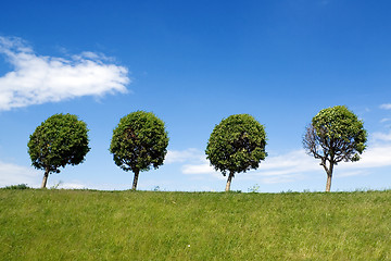 Image showing Four trees